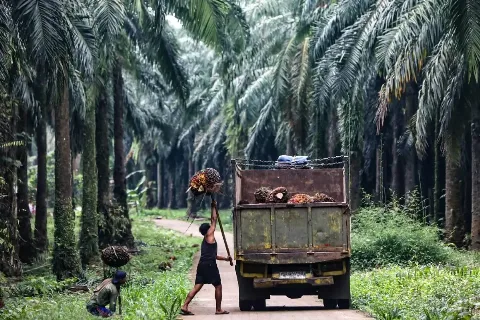 Kebijakan Denda Sawit Ganggu Iklim Investasi