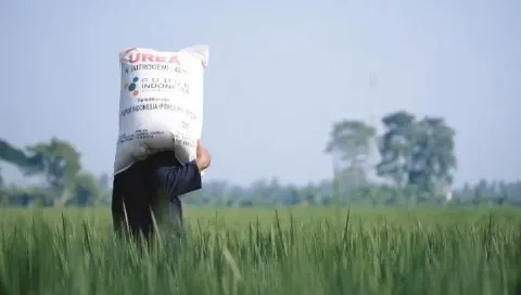 Pupuk Bersubsidi Sebagai Faktor Produksi Strategis Menentukan Ketersediaan Pangan Nasional