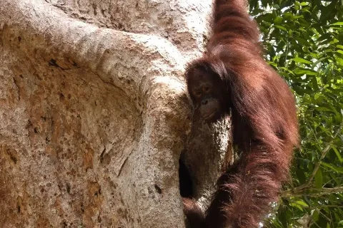 Komitmen PalmCo Menjaga Orang Utan Kalimantan