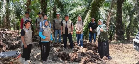 Disbun Sulbar Lakukan Monev Serangan Ulat Api Pada Kebun Kelapa Sawit
