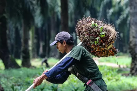 Harga TBS Sawit Sumatera Barat Periode 1-7 Mei 2026 Tertinggi Rp4.003,75/Kg