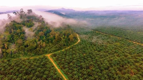 Produksi CPO PGUN Naik 2.783 Ton, Prospek Usaha Tetap Positif di Tengah Fluktuasi Harga Global