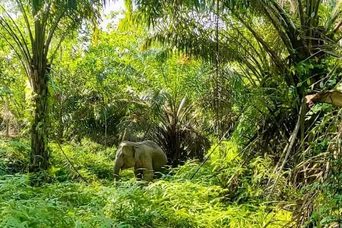 PalmCo Menegaskan Pengelolaan Industri Sawit Menjaga Keseimbangan Alam Melalui Perlindungan Kawasan Konservasi
