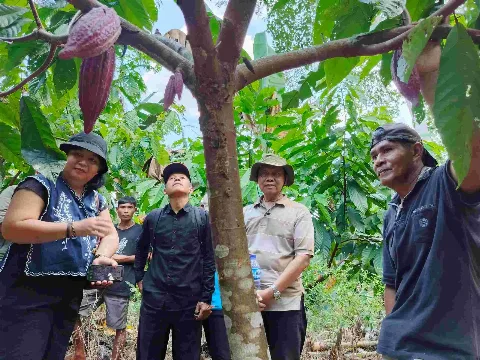 Rehabilitasi Hutan Lewat Kakao dan Agroforestry: Kolaborasi LPHD dan BGA di Kalbar