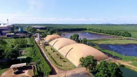 Setelah Diakuisisi First Resources, Pendapatan Austindo Nusantara Tumbuh 14,9%, tetapi Kinerja Lingkungan Turun