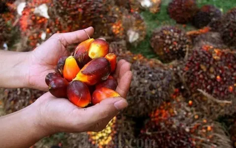 Harga TBS Mitra Plasma Riau Periode 27 Mei - 2 Juni 2026 Naik Menjadi Rp3.932,63/Kg