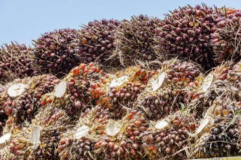 TBS Kelapa Sawit Mitra Swadaya Riau Sentuh Rp3.832 per Kilogram