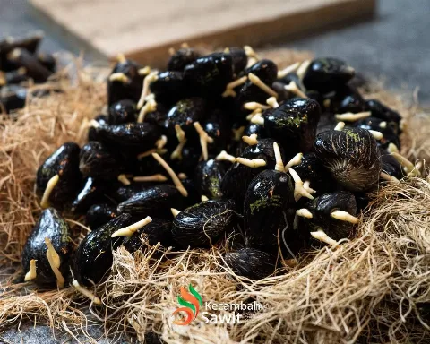 PPKS Tampilkan Seluruh Varietas Benih Unggul Sawit di SIEXPO 2026