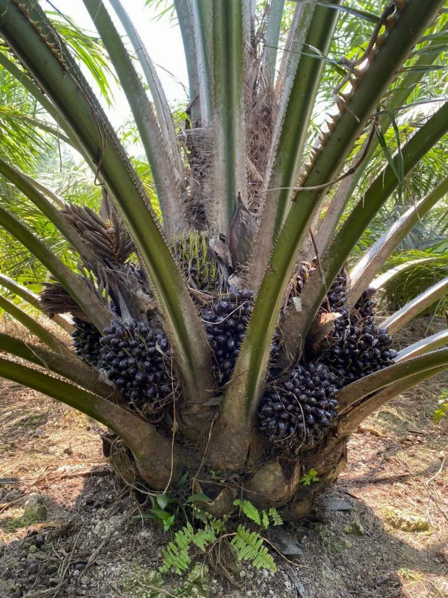 PT Dami Mas Sejahtera Tampilkan Inovasi Benih Unggul dan Solusi Bio-Chem di SIEXPO 2026