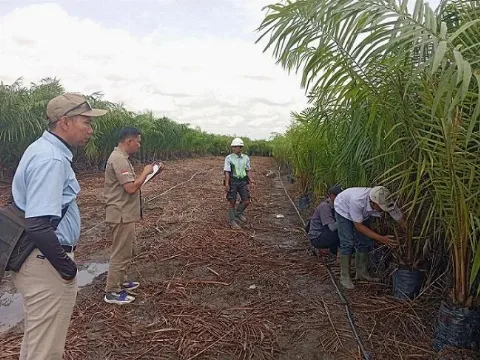 BP3B Kalteng Lakukan Monitoring dan Sertifikasi Benih Kelapa Sawit