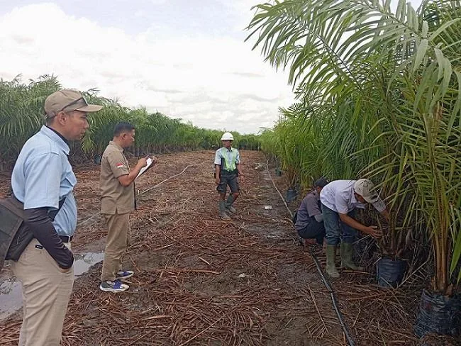 BP3B Kalteng Lakukan Monitoring dan Sertifikasi Benih Kelapa Sawit
