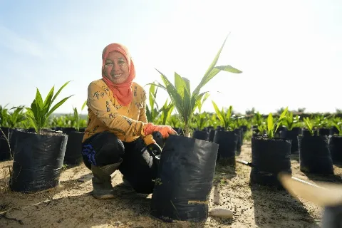 Inovasi Terobosan Benih Perkuat Ketahanan Iklimdi Sektor Kelapa Sawit Indonesia