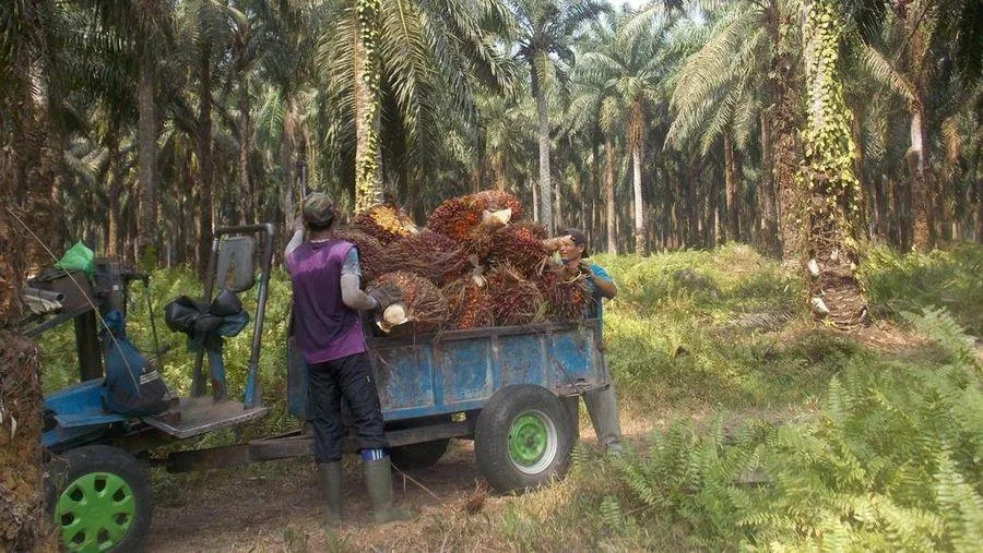 Pengolahan Lahan Sawit Oleh KopDes Merah Putih Berpotensi Memantik Konflik Agraria