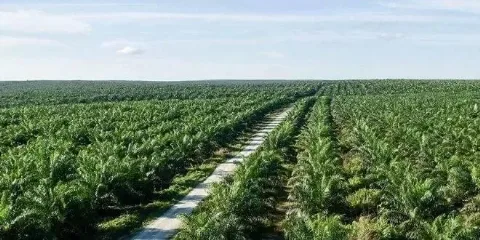 Saham PT Gozco Plantations Tbk Menarik Perhatian Investor 