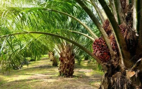 Pemeliharaan dan Evaluasi Penting Menjaga Produktivitas Sawit