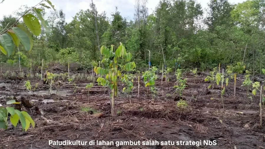 BRIN Tawarkan Nature-based Solutions untuk Gambut Sumatra Selatan