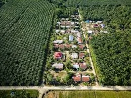 Minyak Sawit sebagai Solusi atas Tantangan Keberlanjutan Global