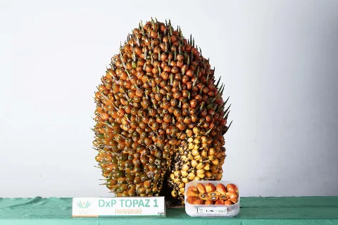 Topaz 1 Buktikan Kualitas; Produktivitas Tinggi Tidak Ditentukan Warna Buah