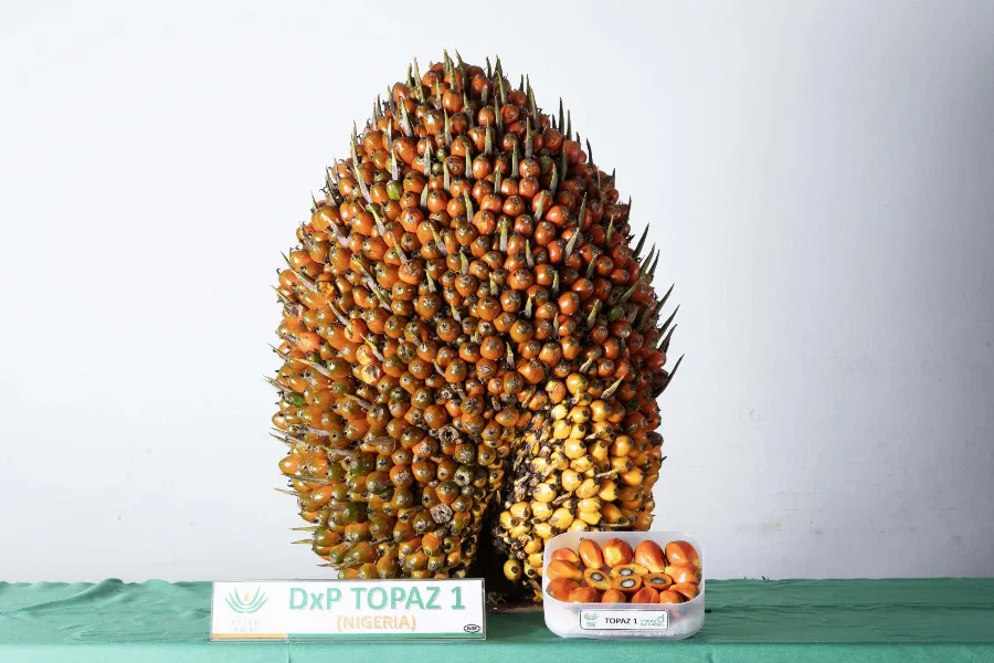Topaz 1 Buktikan Kualitas; Produktivitas Tinggi Tidak Ditentukan Warna Buah