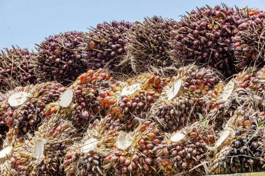 Harga TBS Kelapa Sawit Mitra Swadaya Naik 0,59% dari Harga Minggu Lalu