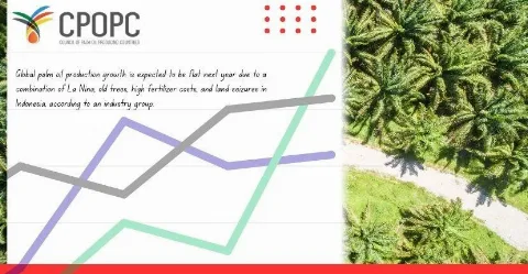 Palm Oil Output Growth Seen Flat in 2026 as La Niña Hits: CPOPC