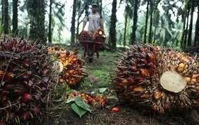 Pemerintah Tetapkan Regulasi Baru ISPO untuk Perkuat Sertifikasi, Transparansi Data, dan Insentif bagi Pekebun