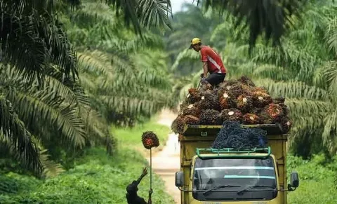 Full Senyum Petani Kalsel, Disbun Tetapkan Harga TBS Sawit Tembus Rp 3.843,66/Kg