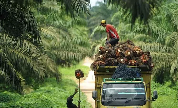 Full Senyum Petani Kalsel, Disbun Tetapkan Harga TBS Sawit Tembus Rp 3.843,66/Kg