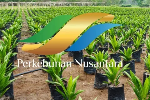 Butuh Rp140 Triliun, Holding PTPN Kembangkan Lahan Sawit dan Tebu