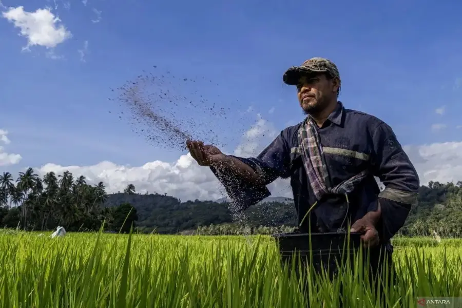 Harapan Petani Ikut Tumbuh Dengan Penurunan harga HET Pupuk Bersubsidi