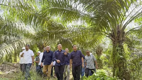 Potensi Kebun Tanah Putih, Aset Unggulan PTPN IV di Riau–Sumut