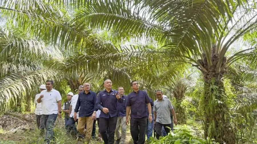 Potensi Kebun Tanah Putih, Aset Unggulan PTPN IV di Riau–Sumut