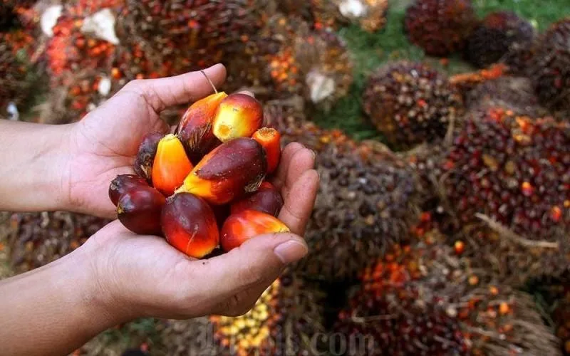Harga CPO Riau Tahun 2026 Sentuh Rp14.291 per Kg
