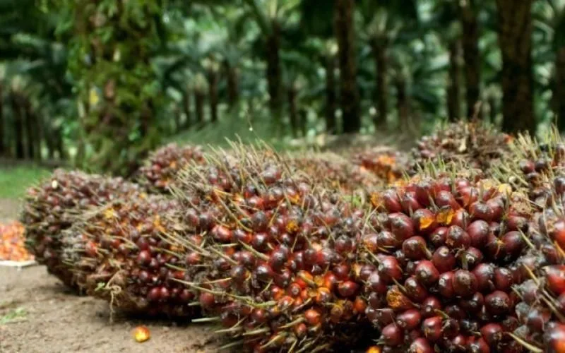 Harga TBS Kelapa Sawit Kaltim Dihargai Rp 3.158,02