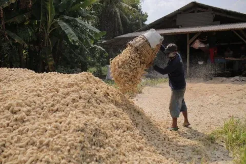 Potensi Biomassa Untuk Bioenergi Mencapai 83,4 Juta Ton/Tahun