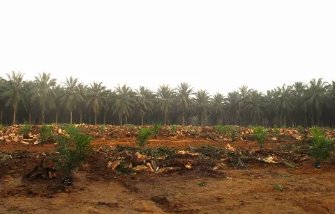 BPDP Dukung Replanting PSR 43.847,69 Hektar Kebun Sawit di Riau