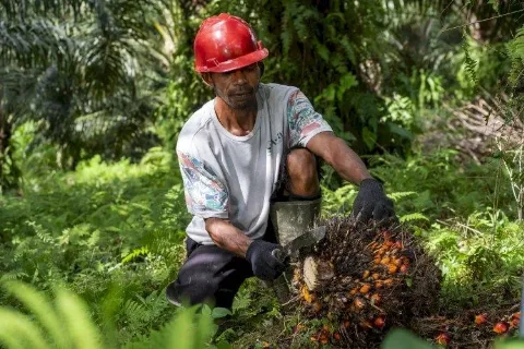 Produksi Kelapa Sawit di Sumut Mengalami Penurunan Signifikan Akibat Banjir Bandang