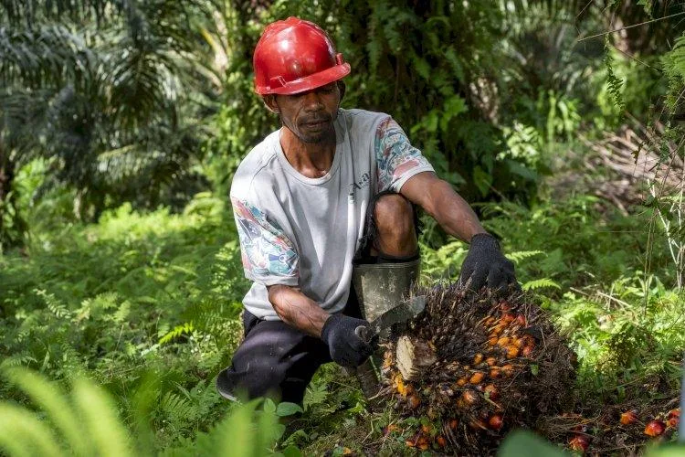 Produksi Kelapa Sawit di Sumut Mengalami Penurunan Signifikan Akibat Banjir Bandang