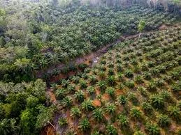 Limbah Padat Kelapa Sawit Sumber Daya Bernilai