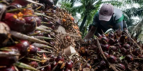 Produksi CPO Meningkat 10,68%, Konsumsi Domestik pada Oktober 2025 Tercatat Sebesar 2.227 Ribu Ton