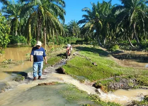 Produktivitas Kelapa Sawit di Sumatera Barat Mengalami Penurunan Signifikan Pascabencana Banjir dan Longsor