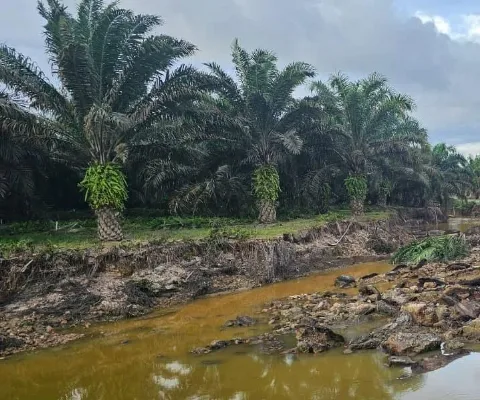 Banjir Merusak Perkebunan Sawit Rakyat Seluas 5.060 Ha di Aceh Timur