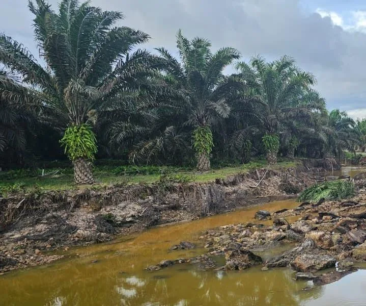 Banjir Merusak Perkebunan Sawit Rakyat Seluas 5.060 Ha di Aceh Timur