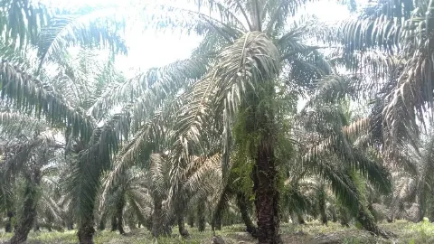 Polda Kalteng Turunkan Tim Khusus, Pasca-insiden di Areal Kebun Sawit Wilayah Kotim