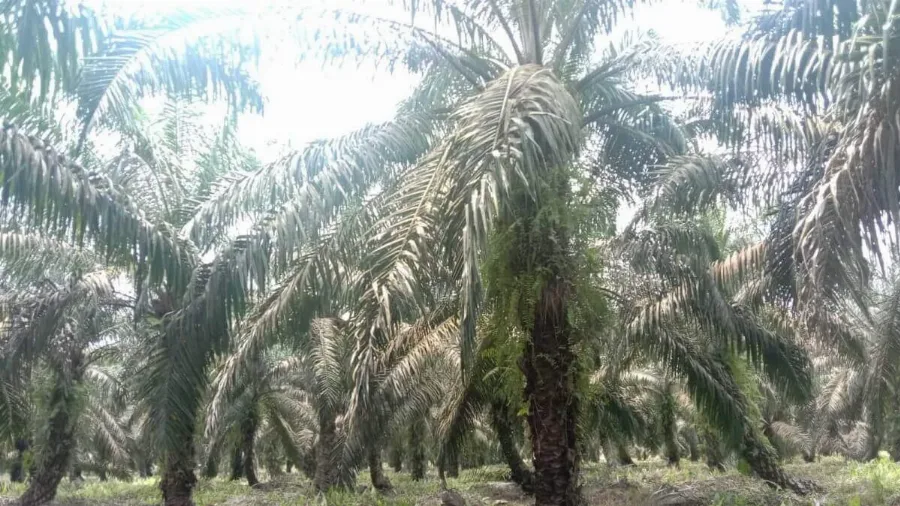 Polda Kalteng Turunkan Tim Khusus, Pasca-insiden di Areal Kebun Sawit Wilayah Kotim
