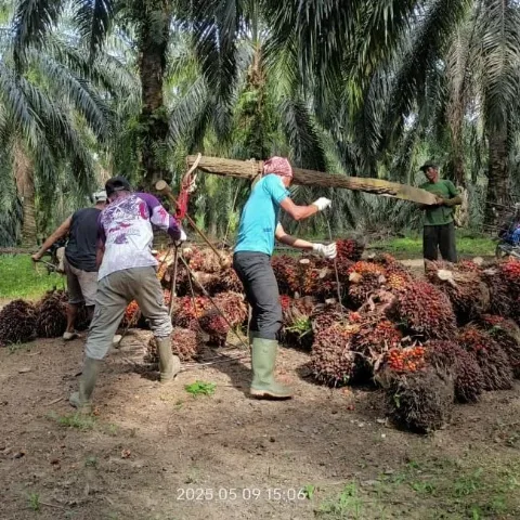 Harga TBS Kelapa Sawit Mitra Plasma dan Swadaya Naik di Awal Tahun