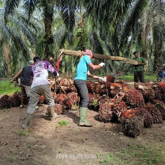 Harga TBS Mitra Swadaya Riu Periode 24 Desember - 13 Januari 2026 Naik Menjadi Rp3.516,32/Kg