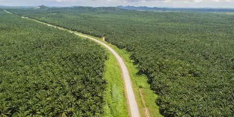 Jutaan Hektar Kebun Sawit Sitaan Justru 'Diputihkan' Demi BUMN