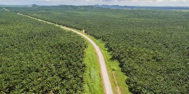 Jutaan Hektar Kebun Sawit Sitaan Justru 'Diputihkan' Demi BUMN