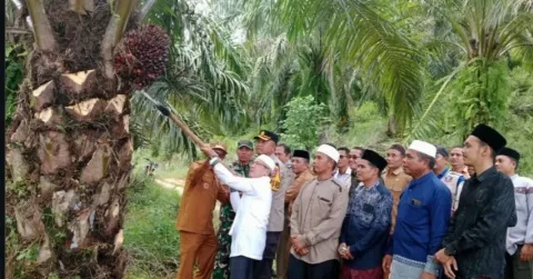 Walikota Subulussalam dan Ponpes Hidayatullah Panen Perdana Sawit Agar Santri Bisa Mandiri Ekonomi